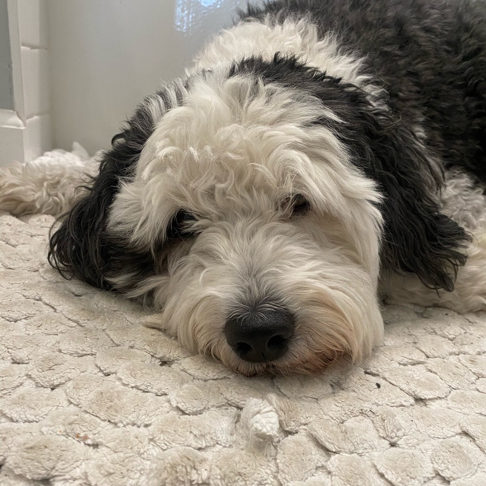 Meet your Posher, Chrissy